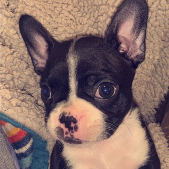 Meet your Posher, Bailey - Picture 1 of 1